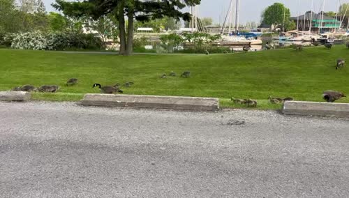 Goose on lakeside