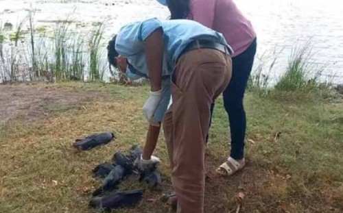 திடீரென இறந்து விழுந்த காகங்கள்